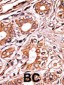 Phospho-Rb(S249) Antibody
